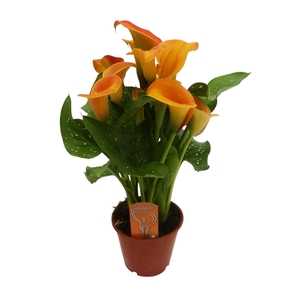 Zantedeschia Oranje