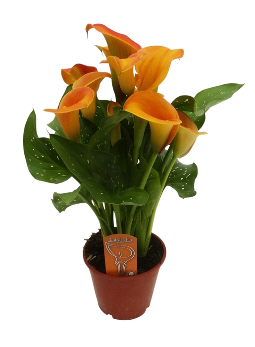 <h4>Zantedeschia Oranje</h4>