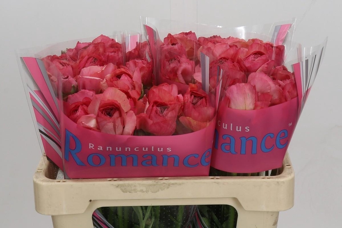<h4>Ranunculus Romance Buzet</h4>