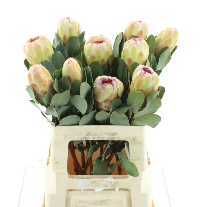 <h4>Protea Grandicolor</h4>