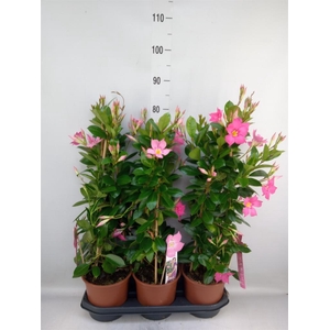 Mandevilla sand. 'Eagle Eye'