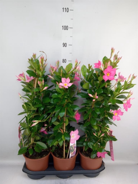 <h4>Mandevilla sand. 'Eagle Eye'</h4>