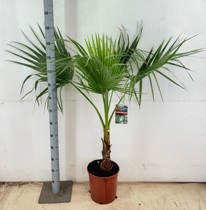 <h4>WASHINGTONIA</h4>