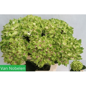 Hydrangea mag summergreen