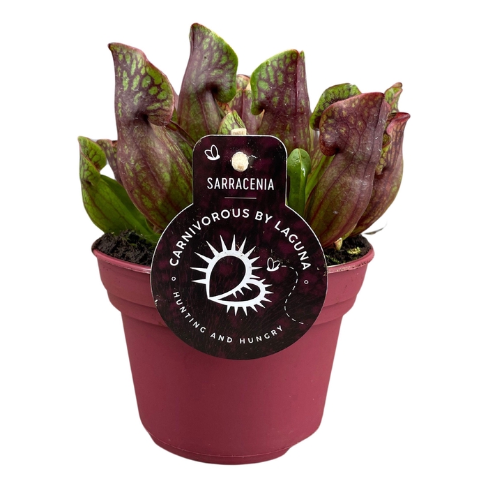 <h4>SARRACENIA OV</h4>