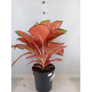 Aglaonema   ...