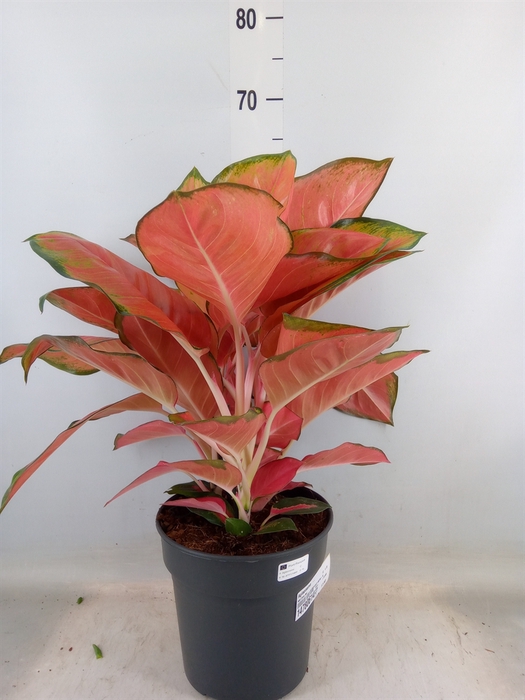<h4>Aglaonema   ...</h4>