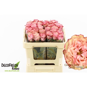 R Gr Country SP Candy