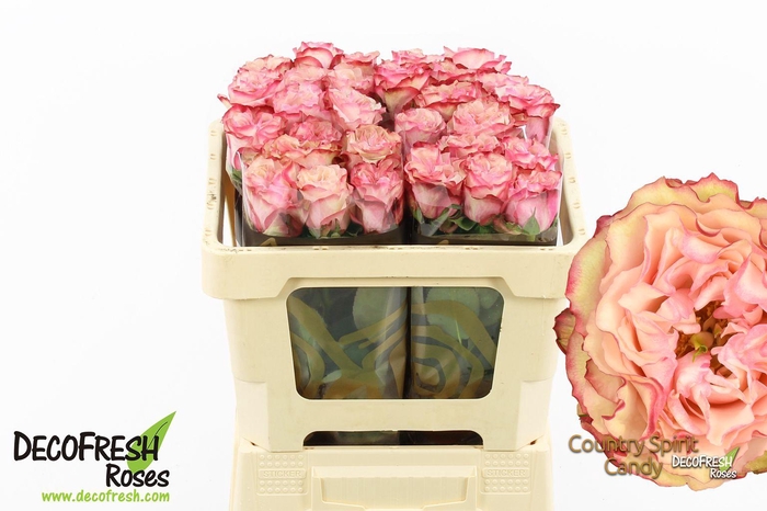 <h4>R Gr Country SP Candy</h4>