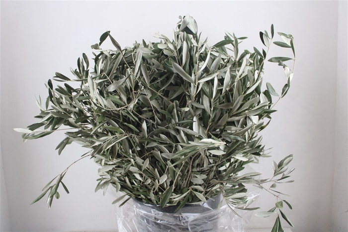 <h4>Olijf 400gr P Bunch</h4>