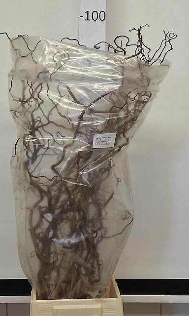 <h4>CORYL AV CONTORTA</h4>