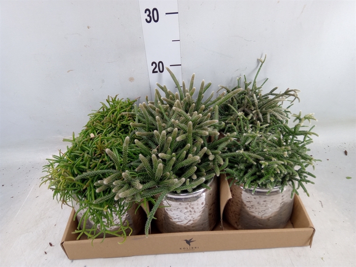 <h4>Rhipsalis   ...mix</h4>