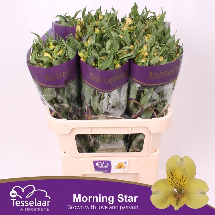 <h4>Alstroemeria morning star</h4>