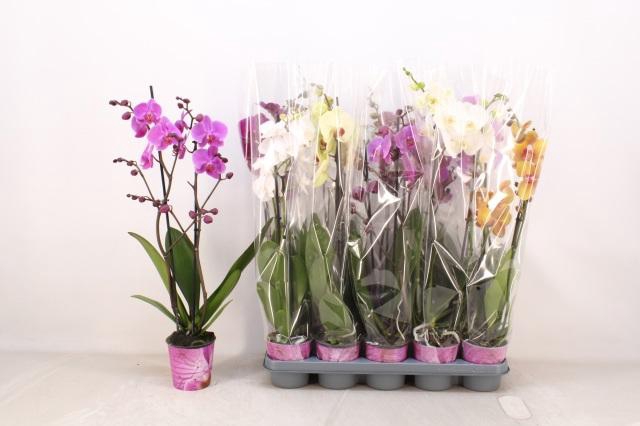 <h4>PHAL GEM 5 KL</h4>