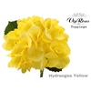 HYDR M SUNNY YELLOW 60 cm