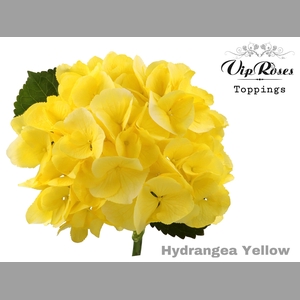 HYDR M SUNNY YELLOW 60 CM