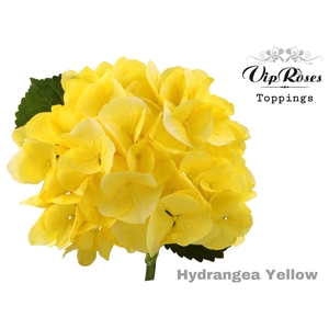 Hydr M Sunny Yellow 60 Cm