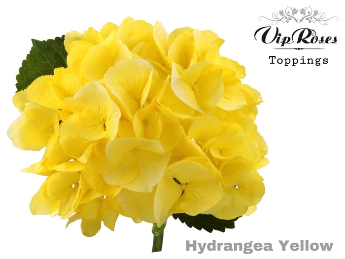 <h4>HYDR M SUNNY YELLOW 80 CM</h4>