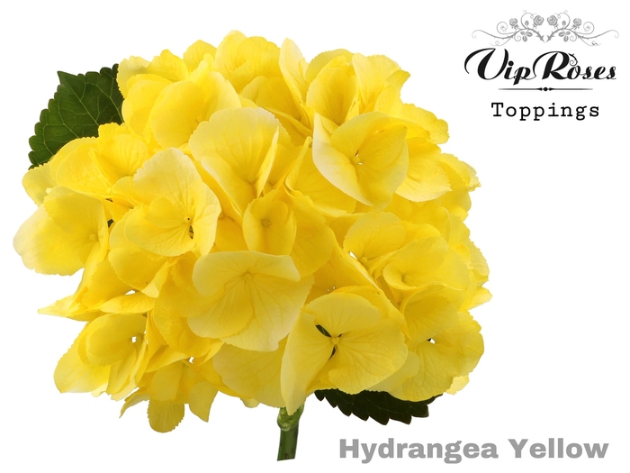 <h4>Hydr M Sunny Yellow 60 Cm</h4>