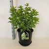 Hydrangea paniculata Limelight