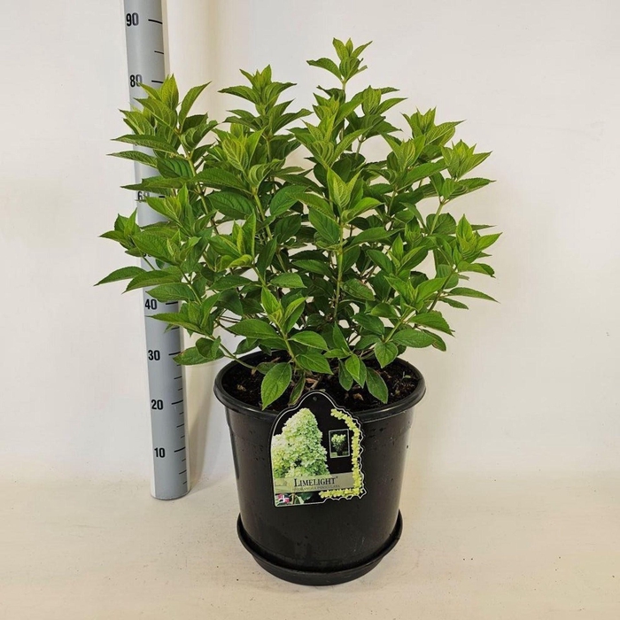 Hydrangea paniculata Limelight