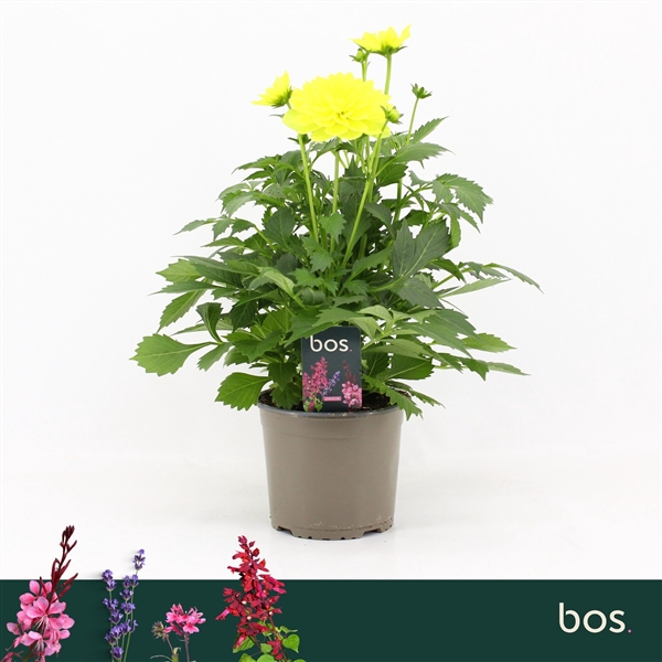 <h4>Dahlia Dalina Maxi, Yellow</h4>