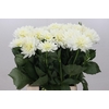 Dahlia Karma M. Zwaan