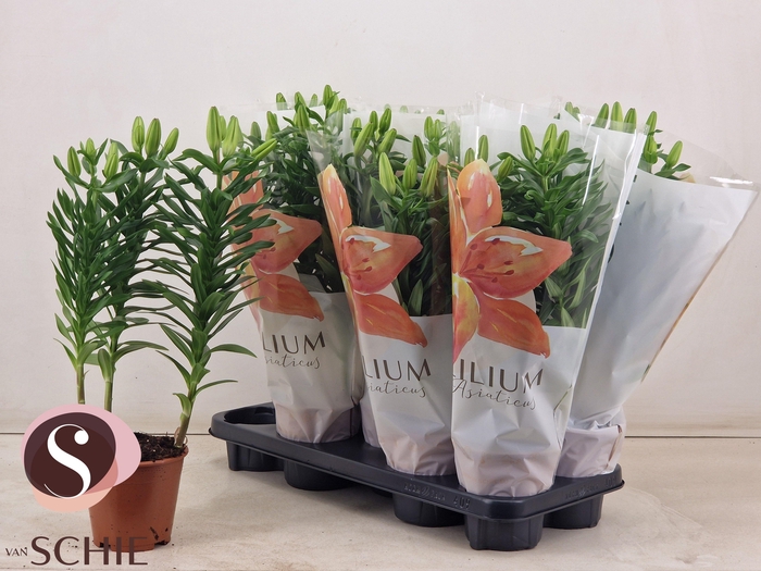 <h4>LIL AS GWEN</h4>