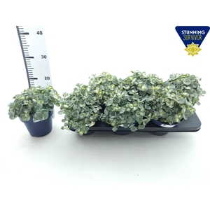 SEDUM SI MEDIOVARIEG