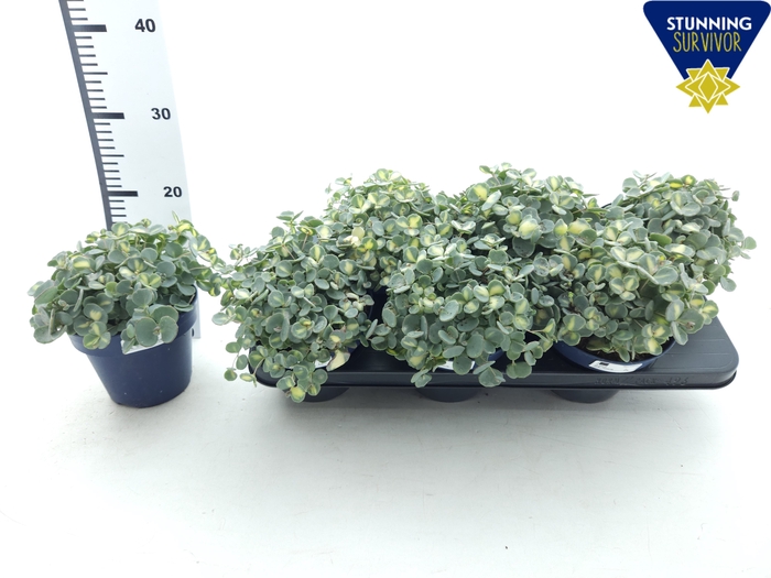 <h4>SEDUM SI MEDIOVARIEG</h4>