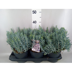 Andromeda polifolia
