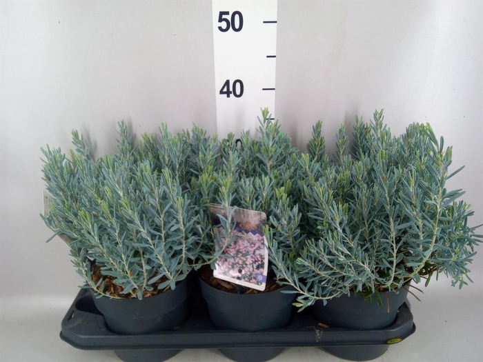 <h4>Andromeda polifolia</h4>