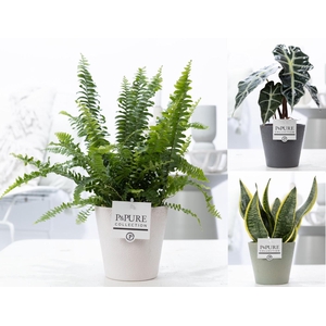 Groene planten mix icm P&PURE Ruby cer. ass.3