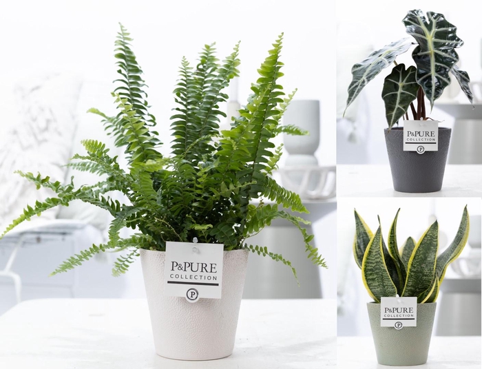 <h4>Groene planten mix icm P&PURE Ruby cer. ass.3</h4>