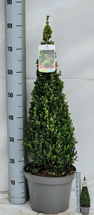 <h4>BUXU SE PYRAMIDALIS</h4>