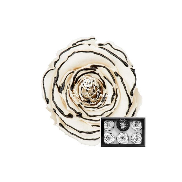 <h4>Xl Zebra Black</h4>