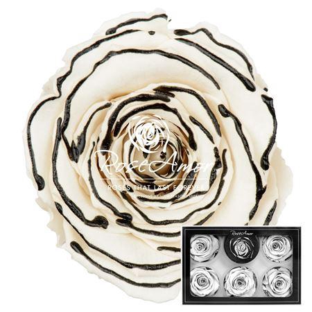 <h4>Xl Zebra Black</h4>
