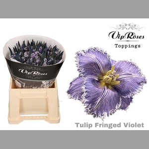 TU FR FRINGED VIOLET