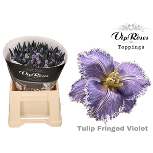 TU FR FRINGED VIOLET