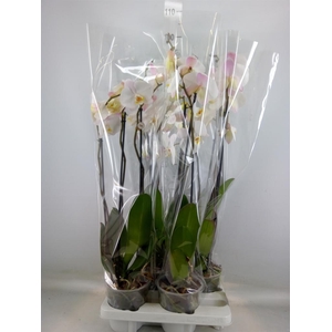 Phalaenopsis   ...white