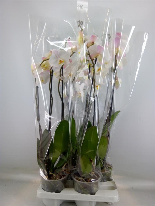 <h4>Phalaenopsis   ...white</h4>