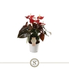 Anthurium Andreanum rood Coral Champion