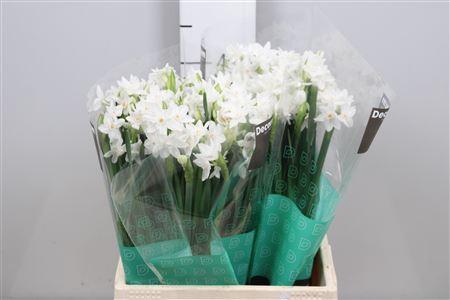 <h4>Narc Ta Ziva</h4>