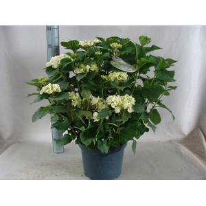 Hydrangea mac.   ...