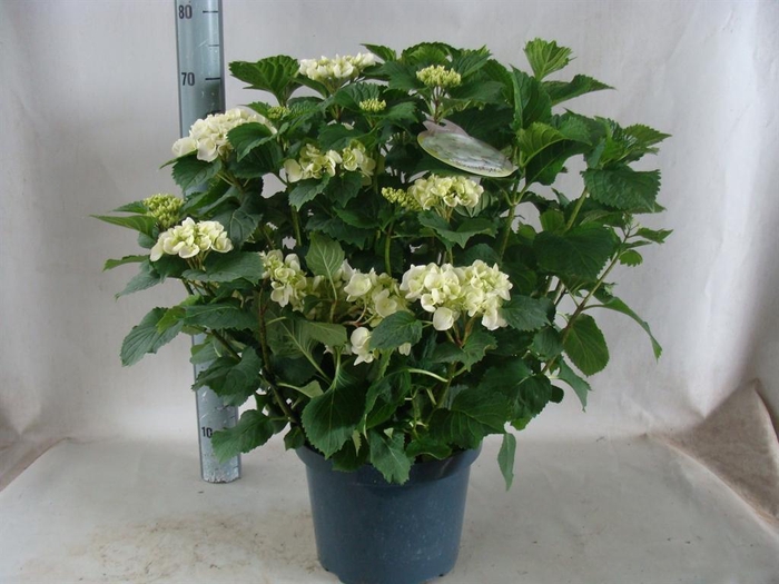<h4>Hydrangea mac.   ...</h4>