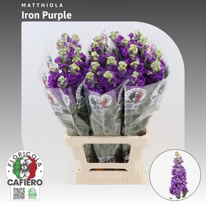 Matthiola Iron Purple