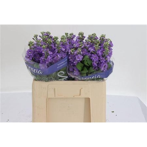 Matth Figaro Lavende