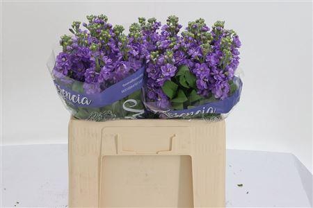 <h4>Matth Figaro Lavende</h4>