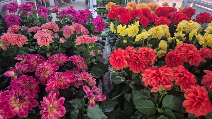 <h4>DAHLIA ROYAL GEM</h4>