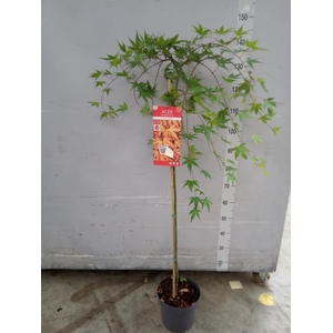 Acer palmatum 'Redwine'